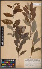 Foto von Salix caprea L. x Salix daphnoides Vill.